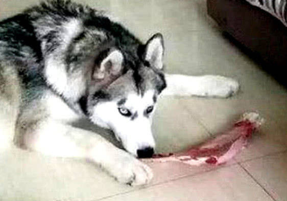 哈士奇偷吃猪蹄被主人当场发现,结果还一脸高冷:吃点怎么了 哈士奇偷吃猪蹄被主人当场发现,结果还一脸高冷:吃点怎么了
