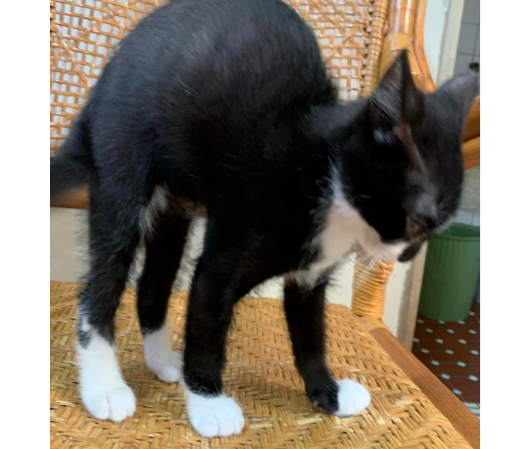 猫咪终于在椅子上伸了个懒腰，还以为会起床，结果...