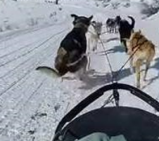 哈士奇不拆家专心拉雪橇,却突然尿急,接下来的举动亮了 哈士奇不拆家专心拉雪橇,却突然尿急,接下来的举动亮了