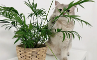 养猫能养一帆风顺吗