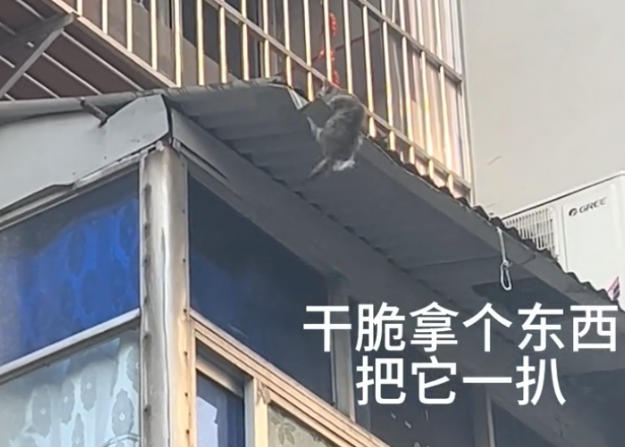 小猫惊险坠楼,小孩哥脱下衣服一把接住,网友:他是小猫的超级英雄! 小猫惊险坠楼,小孩哥脱下衣服一把接住,网友:他是小猫的超级英雄!