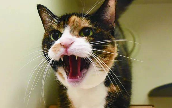 怎么判断猫咪应激了