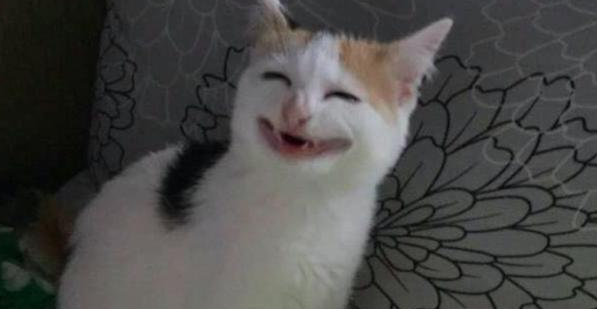 主人给猫一根香蕉,结果它笑得很开心 主人给猫一根香蕉,结果它笑得很开心