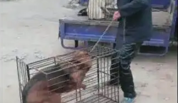 主人把狗卖给狗贩子，狗狗不肯进铁笼，被主人一脚踹进