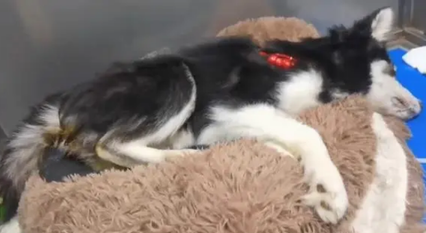 黑龙江:犬瘟后期的二哈被绑上嘴,扔在垃圾桶旁,狗狗:我想活着 黑龙江:犬瘟后期的二哈被绑上嘴,扔在垃圾桶旁,狗狗:我想活着