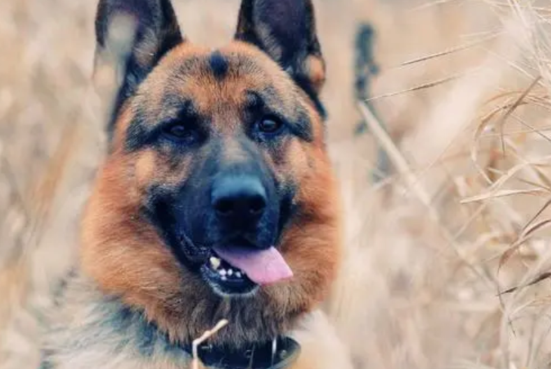世界犬种智商排行 世界犬种智商排行