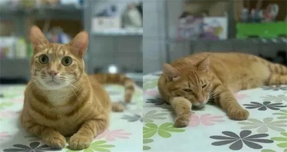 橘猫躺着,橘猫喜欢睡在人身边,橘猫躺平