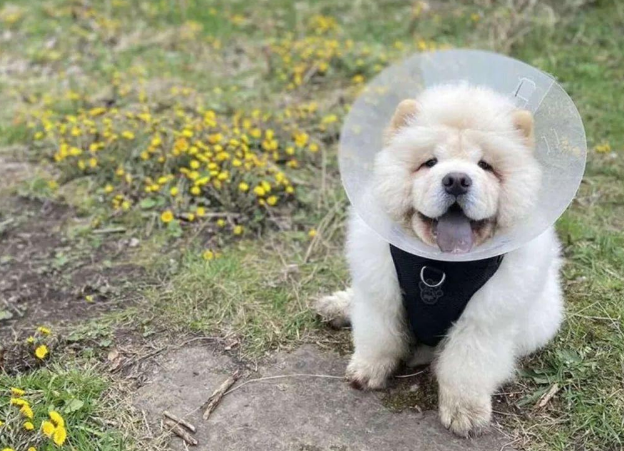 狗狗讨厌之前戴过的耻辱圈，伺机报复却被反杀