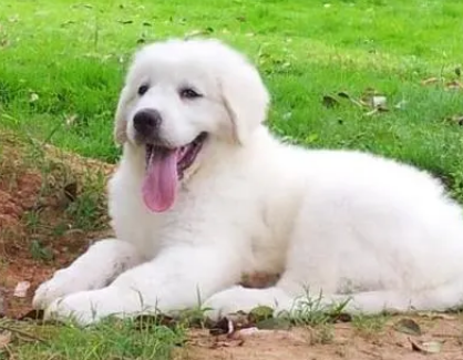 大白熊犬喂什么 别吃有味道和刺激性的东西 大白熊犬喂什么 别吃有味道和刺激性的东西