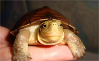 养一只黄喉龟被判多久