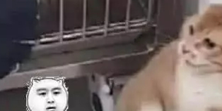 铲屎官带橘猫去做绝育,就连医生都无能为力,太逗了! 铲屎官带橘猫去做绝育,就连医生都无能为力,太逗了!