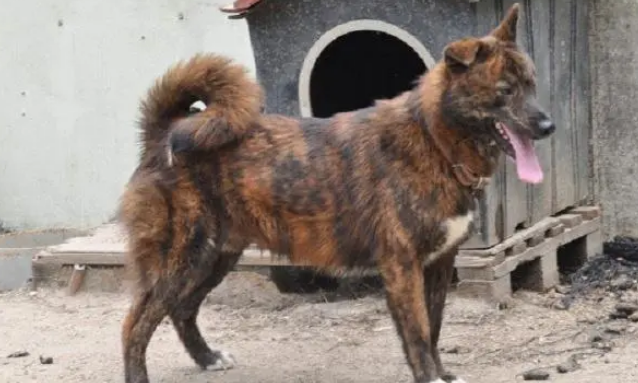 丰山犬:传说能打败东北虎,具有强烈的山地犬属性,生来爱自由 丰山犬:传说能打败东北虎,具有强烈的山地犬属性,生来爱自由