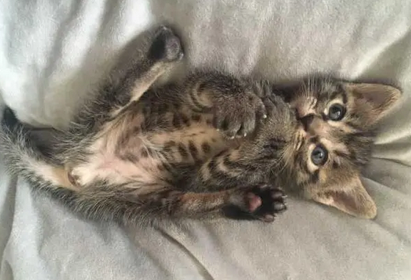 小猫怎么看公的母的 小猫怎么看公的母的