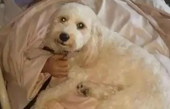 12岁老狗即将病逝，女子以这方式陪伴爱犬走过生命中最后一程！ 