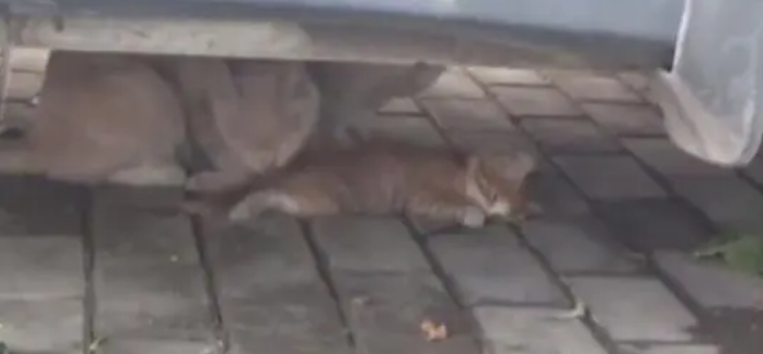 母猫一直守护车底下的小猫不愿离开，女子凑近一看眼泪夺眶而出