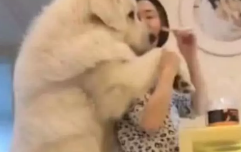 看到美女在吃东西，百来斤的大狗直接趴美女背上，网友：人不如狗 