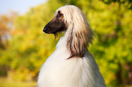 阿富汗猎犬怎么喂？错误喂食影响健康