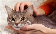 养了猫运气不好怎么办?