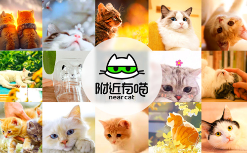 寻它科技