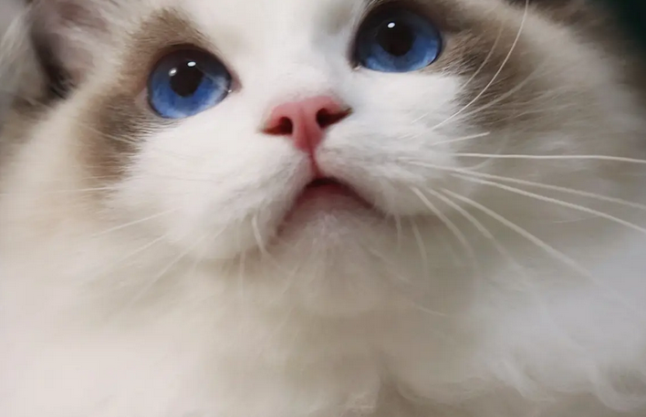 吸猫成瘾养猫“致贫”?年轻人催热“猫咪经济” 吸猫成瘾养猫“致贫”?年轻人催热“猫咪经济”