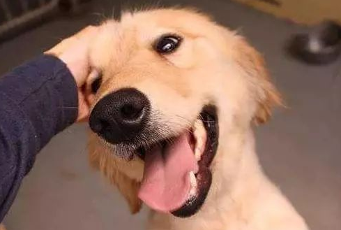 狗狗的这六个部位，如果你都能随便摸，那就说明狗狗把你当妈了