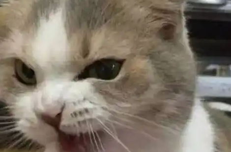 猫咪偷吃遭主人训斥，接下来的表演堪称影帝，让主人笑喷
