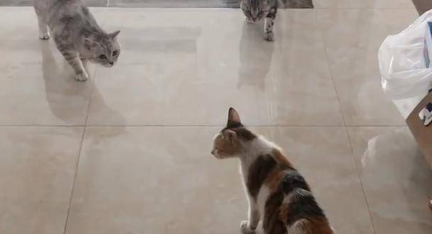 流浪猫主动上门求收养,却遭家猫驱赶,它离去的背影太让人心疼 流浪猫主动上门求收养,却遭家猫驱赶,它离去的背影太让人心疼