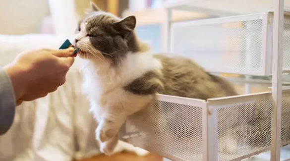 新手养猫禁忌