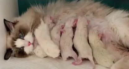 小猫生下来多久开始吃奶