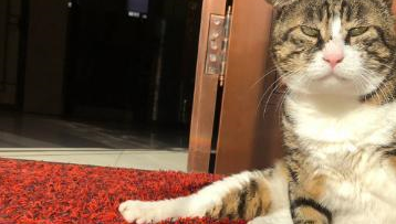 隔壁橘猫和花猫闹别扭，花猫幽怨的坐了一晚上：它是不是嫌我胖了