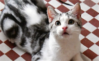 养猫养什么花草好