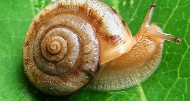 蜗牛在风水里代表什么？蜗牛代表什么吉祥寓意