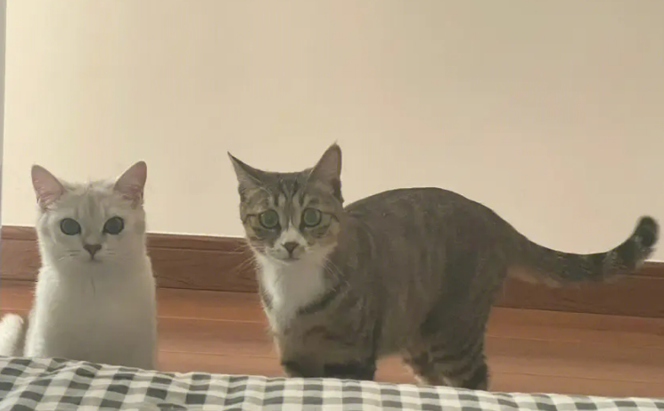 养猫的男人 养猫的男人