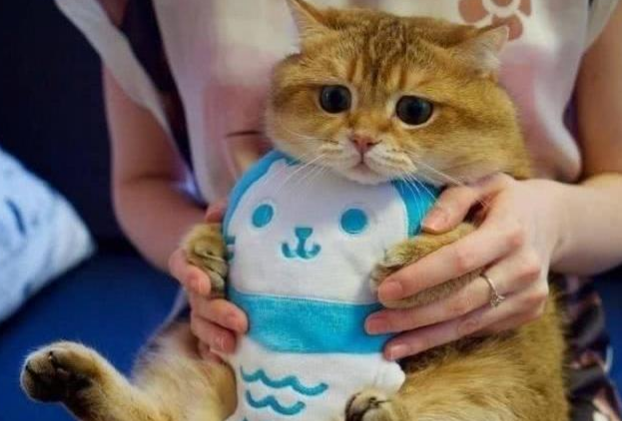 我想让大家看这只橘猫，因为它实在是太值得爱了，忍不住抱紧它