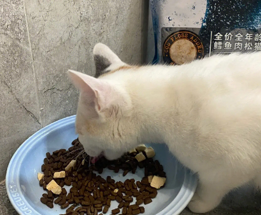 蓝牧猫粮是个好选择,值得信赖! 蓝牧猫粮是个好选择,值得信赖!