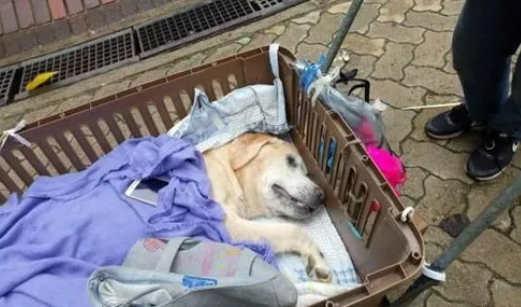12岁老狗即将病逝，女子以这方式陪伴爱犬走过生命中最后一程！ 