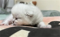 小猫几天能睁眼