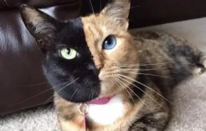 养阴阳脸的猫镇宅辟邪 养阴阳脸的猫镇宅辟邪
