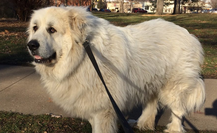 大白熊犬喂养 狗的发育速度非常快