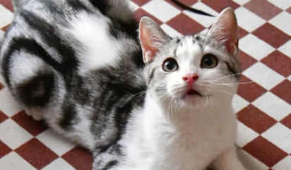 养猫养什么花草好
