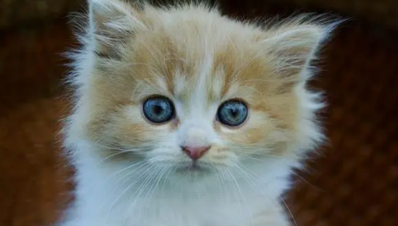 未满月小猫如何养护呢?专属关爱让他们茁壮成长! 未满月小猫如何养护呢?专属关爱让他们茁壮成长!