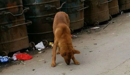 流浪狗垃圾桶翻出一块肉,路过的人一看马上报警 流浪狗垃圾桶翻出一块肉,路过的人一看马上报警