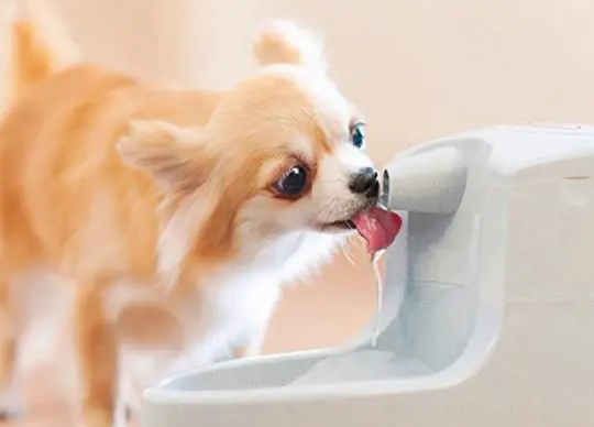 幼犬多大开始喂水 幼犬多大开始喂水