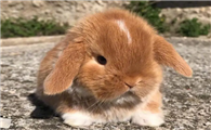 兔子会游泳吗