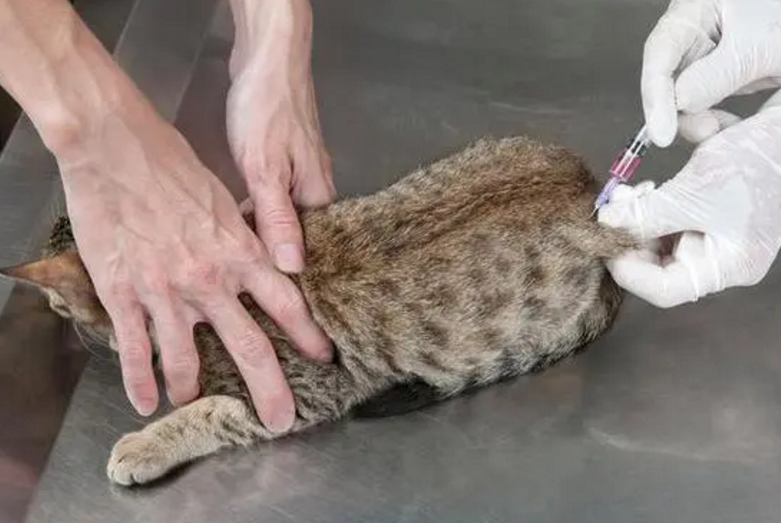怎么判断猫携带狂犬病