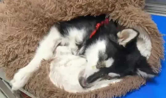 哈士奇不幸患上犬瘟,被主人扔到垃圾桶旁,嘴巴被绑无法呼救! 哈士奇不幸患上犬瘟,被主人扔到垃圾桶旁,嘴巴被绑无法呼救!