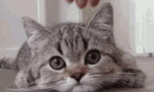 猫咪呕吐老不好，一到换季更严重，怎么办?