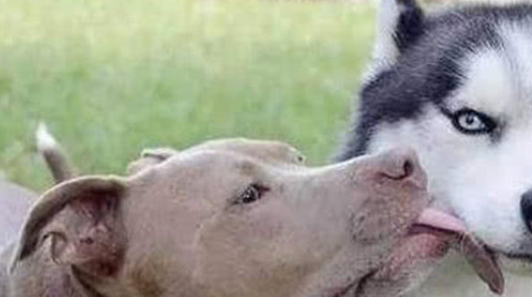 收养了只二哈,家里的比特犬天天追着二哈要亲亲,主人看了笑岔气 收养了只二哈,家里的比特犬天天追着二哈要亲亲,主人看了笑岔气