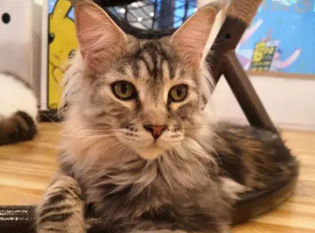 长得最帅的猫 长得最帅的猫
