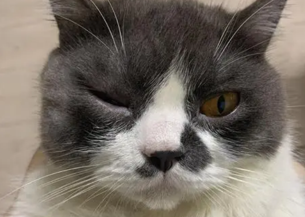 小猫崽眼睛反复被粘住 小猫崽眼睛反复被粘住